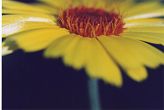 Blumen - Blüten - Pflanzen - Insekten - Natur...