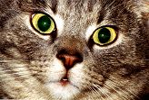 Dalmatiner - Hunde - Tier-Fotos - Insekten...
