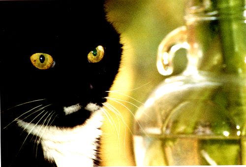 Katze
