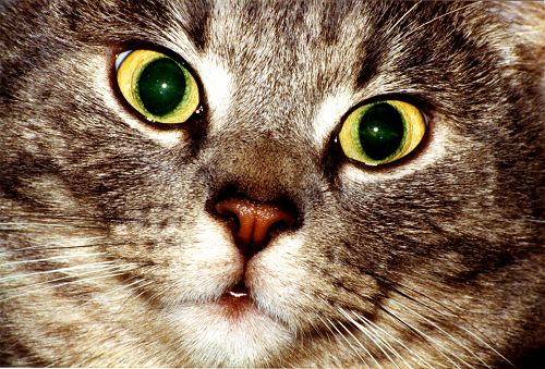 Katzenportrait