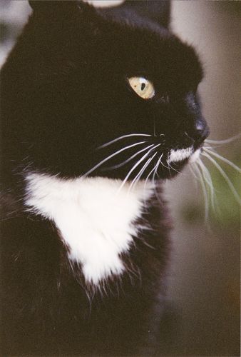 Katzenportrait