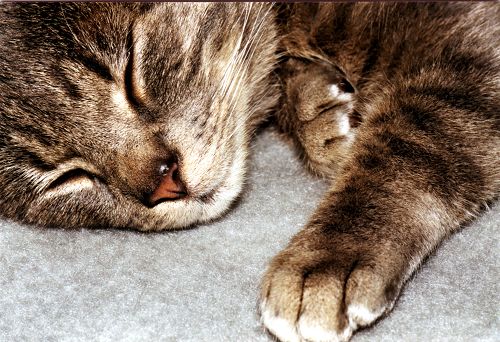 Katze