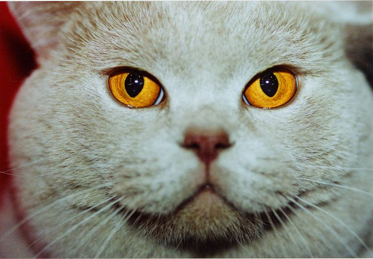 Katzen