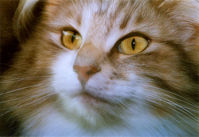 Katzen