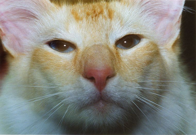 Katzen