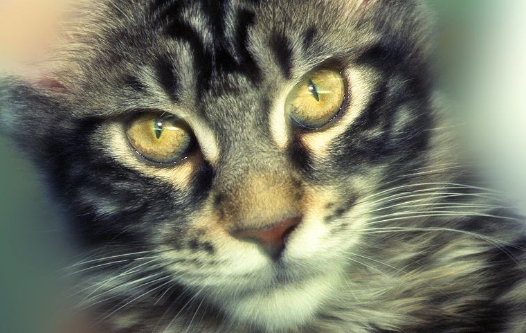 Katzen