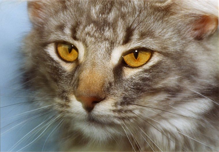 Katzen