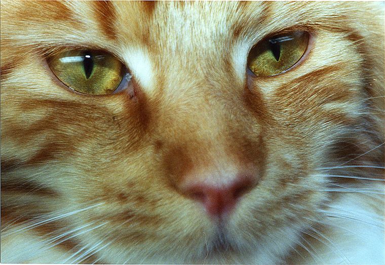 Katzen