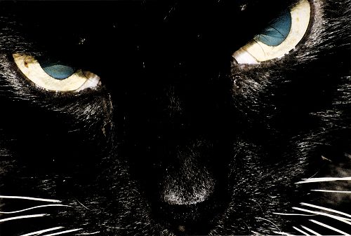 Katze