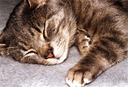 Katze