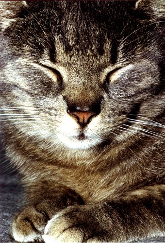 Katze
