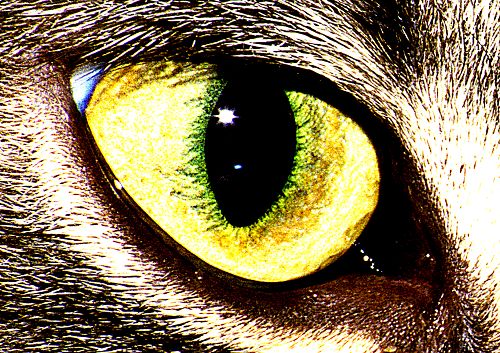 Katzenauge