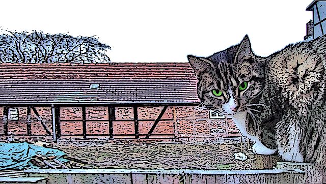 Katzen