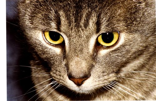 Katzen