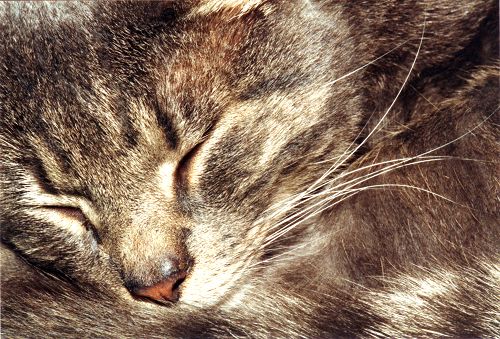 Katzen