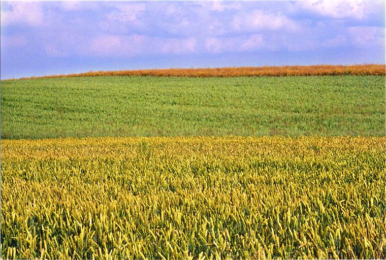 Brüeler Weizenfelder - Mecklenburg-Vorpommern