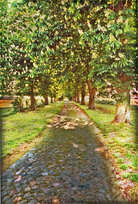 Allee in Augustenruh bei Mistorf in Mecklenburg-Vorpommern