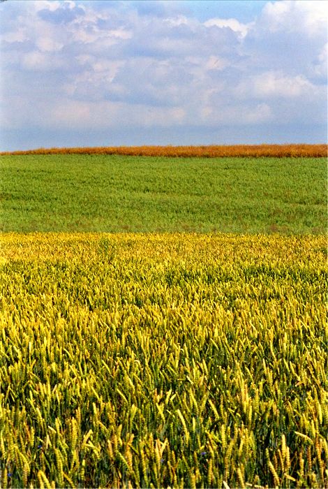 Br&uuml;eler Weizenfelder - Mecklenburg Vorpommern