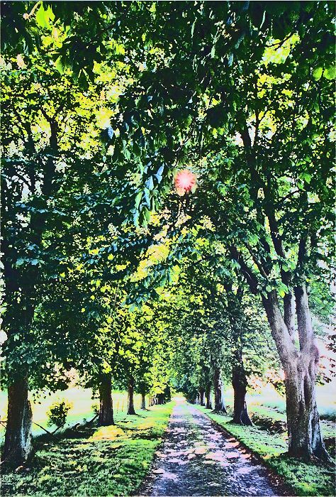 Allee in Augustenruh bei Mistorf in Mecklenburg-Vorpommern