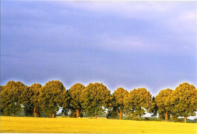 Br&uuml;eler Weizenfelder - Mecklenburg-Vorpommern
