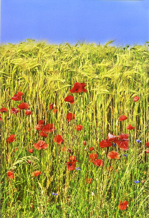 Tarnower Landschaft - Landschaft in Mecklenburg-Vorpommern