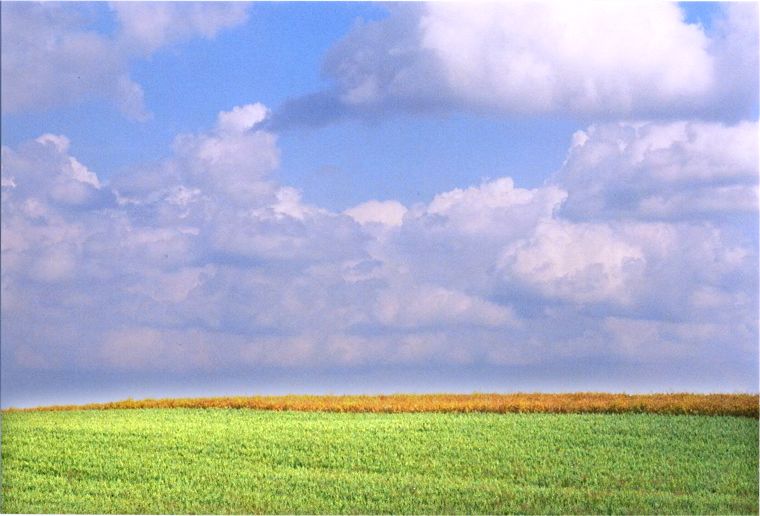 Tarnower Landschaft in Mecklenburg Vorpommern - Weizenfeld - Landschaft in Mecklenburg Vorpommern