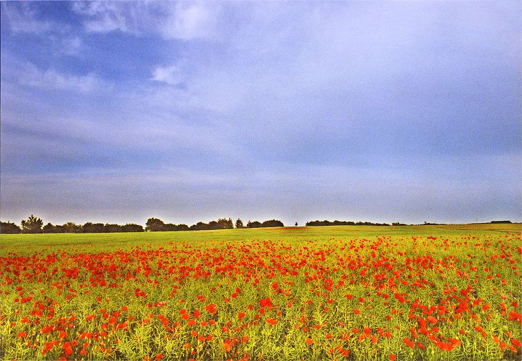 Mohnblumen und Weizenfeld - Mecklenburg-Vorpommern