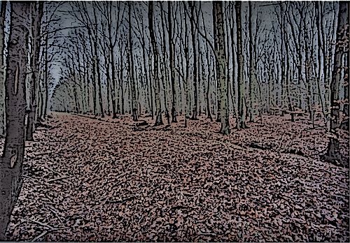 Wald zwischen Wismar und Bützow