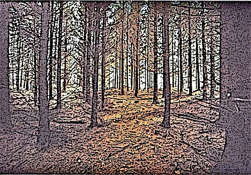 Wald zwischen Wismar und Bützow