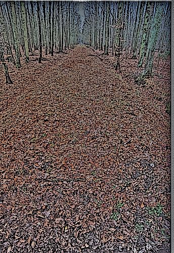 Wald zwischen Wismar und Bützow