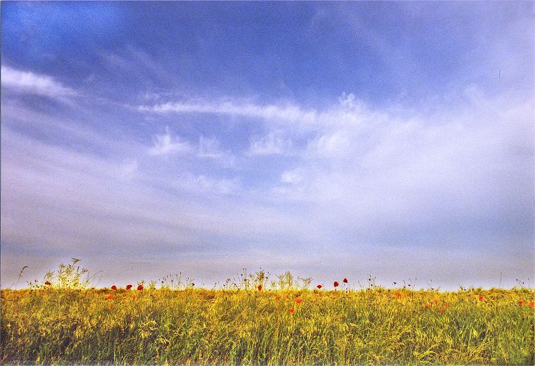 Weizenfelder und Mohnblumen - Landschaft in Mecklenburg-Vorpommern