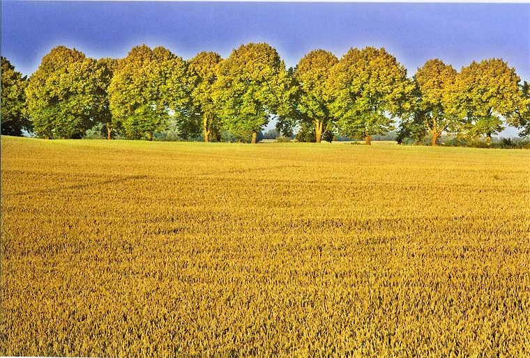 Weizenfeld und Allee - Landschaften in Mecklenburg Vorpommern