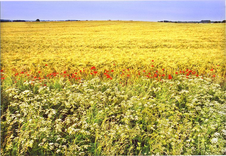 Weizenfelder in Mecklenburg-Vorpommern