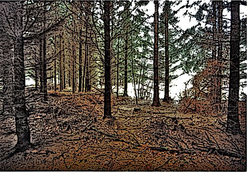 Wald zwischen Wismar und Bützow