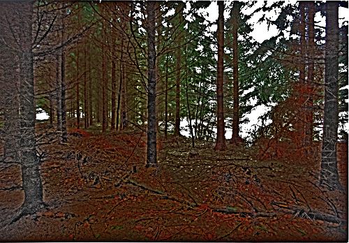 Wald zwischen Wismar und Bützow