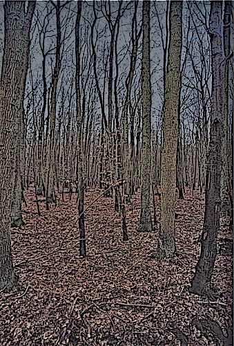 Wald zwischen Wismar und Bützow