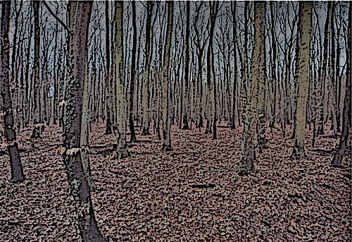 Wald zwischen Wismar und Bützow
