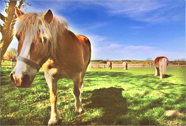Haflinger Pferde