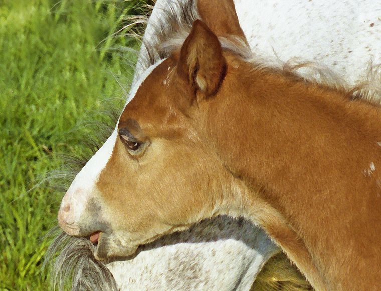 Haflinger - Schimmel - Fohlen - Pferde - Stuten - Hengste