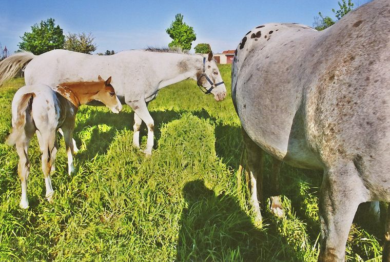 Schimmel - Seitenscheitel - Fohlen - Pferde - Stuten - Hengste