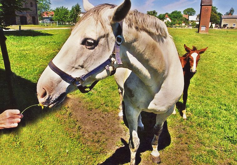 Schimmel - Seitenscheitel - Fohlen - Pferde - Stuten - Hengste