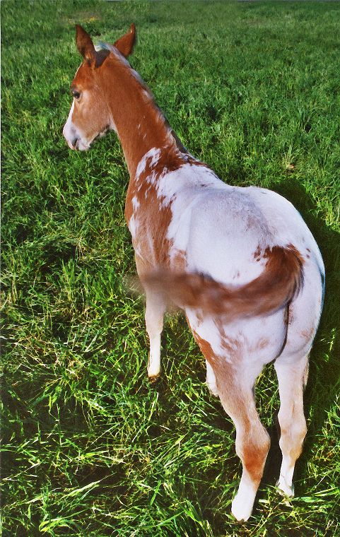 Schimmel - Seitenscheitel - Fohlen - Pferde - Stuten - Hengste