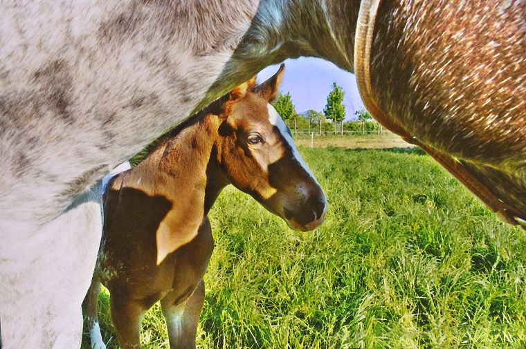 Schimmel - Seitenscheitel - Fohlen - Pferde - Stuten - Hengste