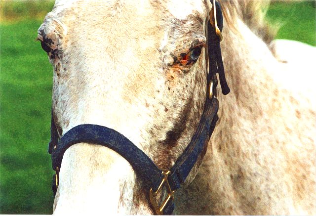 Pferde - Stuten - Hengste