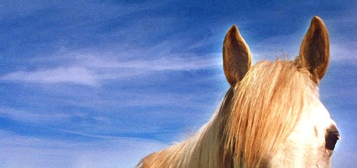 Schimmel - Seitenscheitel - Fohlen - Pferde - Stuten - Hengste