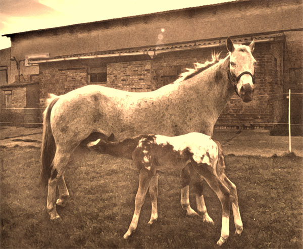 Fohlen - Pferde - Stuten - Hengste
