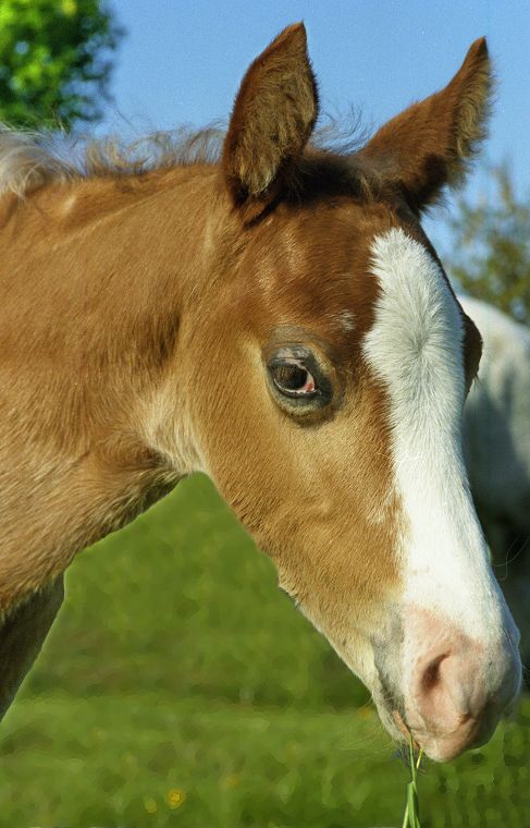 Pferde - Stuten - Hengste