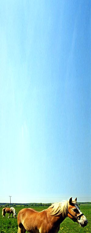 Schimmel - Appaloosa-Pferde - Fohlen - Pferde - Stuten - Hengste