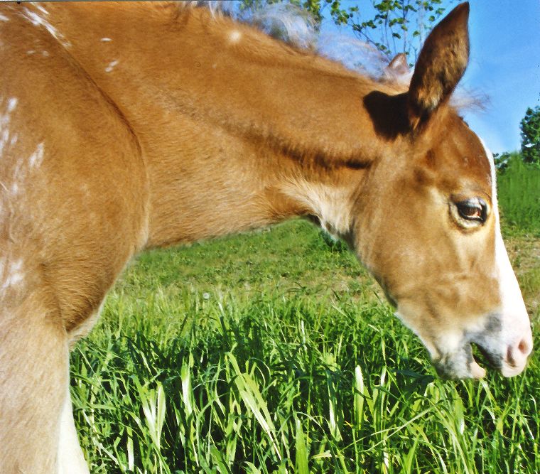 Pferde - Stuten - Hengste