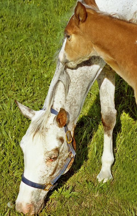 Schimmel - Appaloosa-Pferde - Fohlen - Pferde - Stuten - Hengste